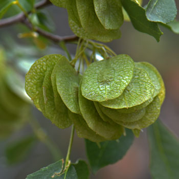 Fruits of the Common Hoptree are called Samaras. These are wafer-like in appearance with large wings. Ptelea trifoliata